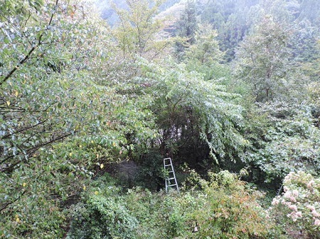 樹木の整理