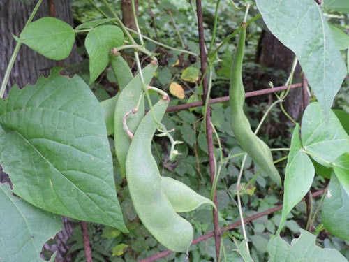 花豆1