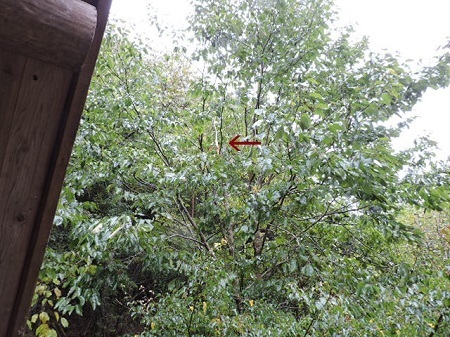 台風の後始末1