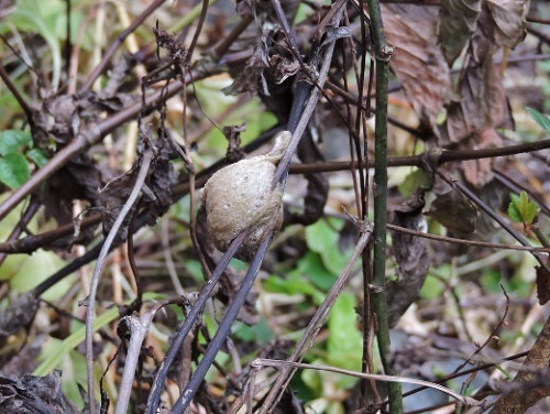 カマキリの卵