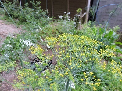 ディルの花