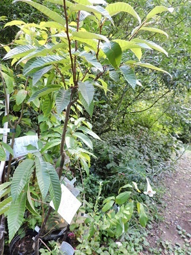 果樹苗1