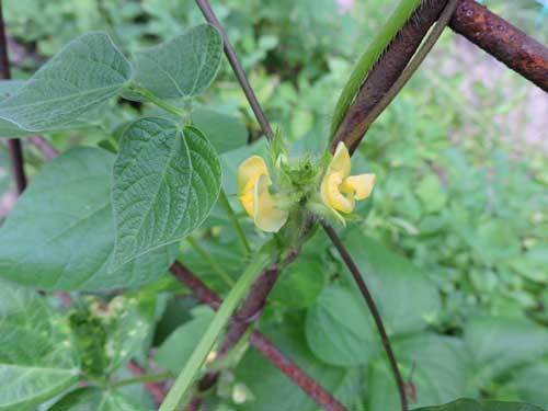 花豆?