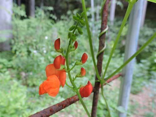 紫花豆