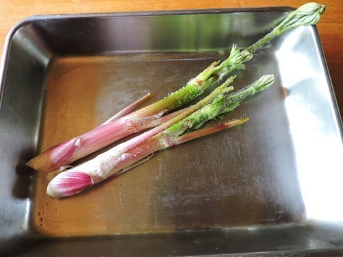 シオデのためならば のせがわ 野迫川 で田舎暮らし