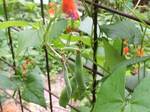 花豆の実1
