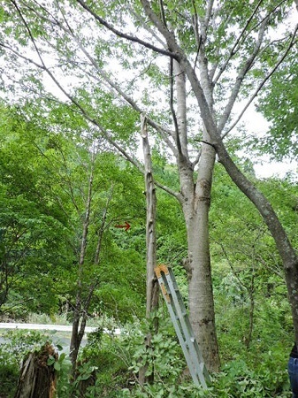 伐採3