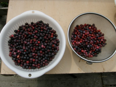 bb07.jpg