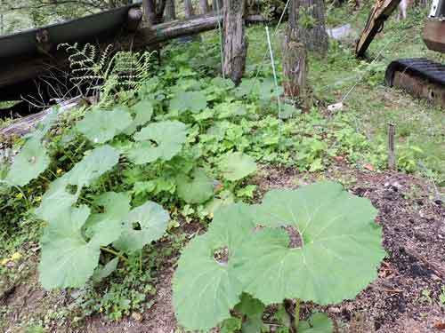 山ブキや山椒仕事 ウルイに三つ葉 ミニ菜園のこと のせがわ 野迫川 で田舎暮らし