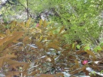 裏山のシャクナゲ1