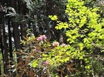裏山のシャクナゲ2