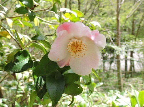 香り椿5