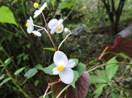 秋海棠白花