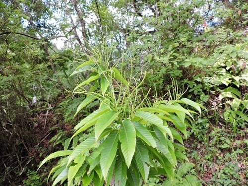 丹沢