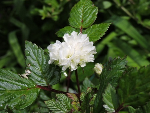 トキンバラや木の花いろいろ: のせがわ（野迫川）で田舎暮らし