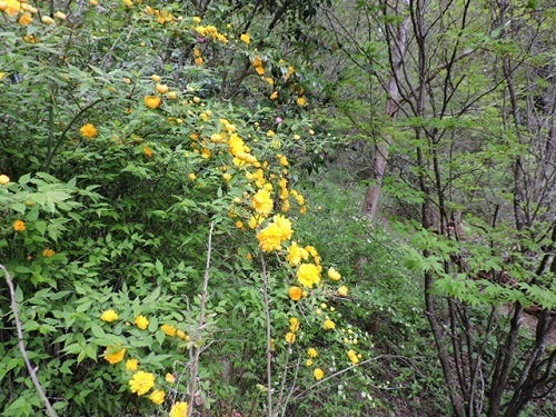 八重ヤマブキ