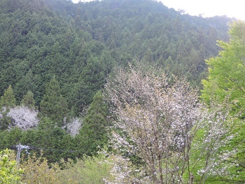 山桜4