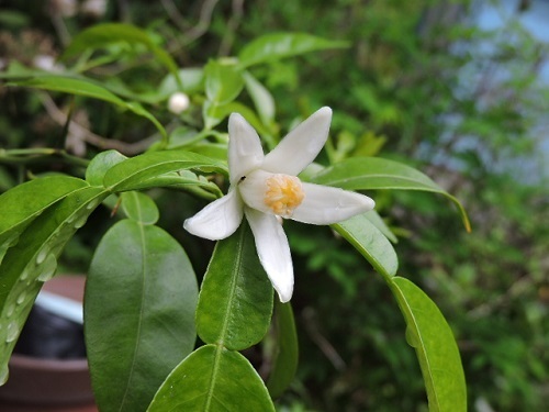 柚子の花