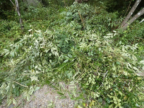 草木処理1