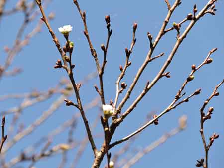 大阪冬桜