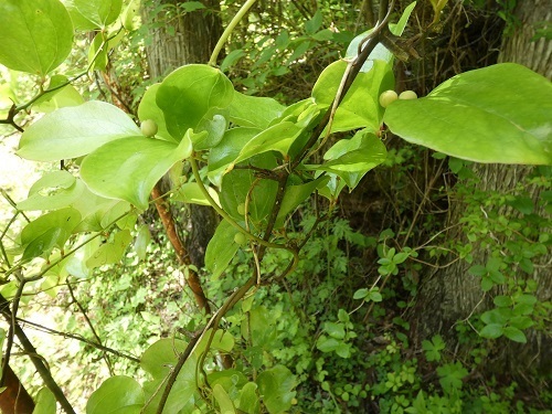 山帰来