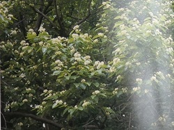 樹に咲く花2