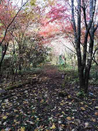 庭奥から小道を見る