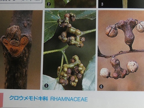 樹に咲く花3
