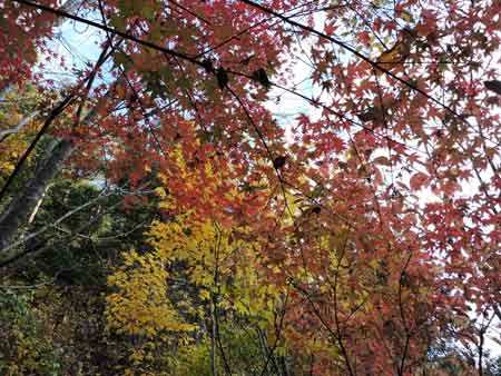 紅葉