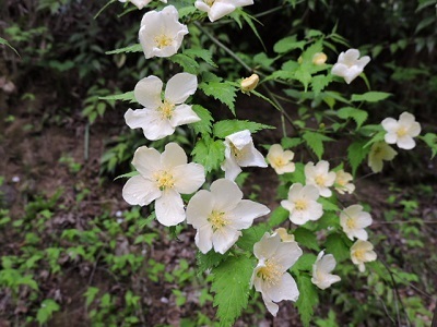 白花ヤマブキ