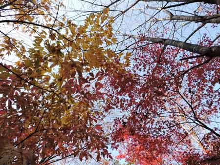 紅葉