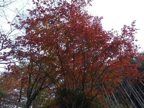 ヤマボウシの紅葉