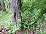 食害3