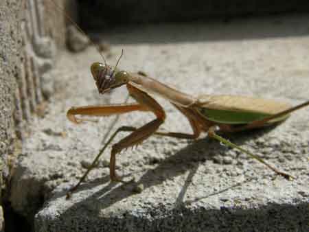 カマキリ