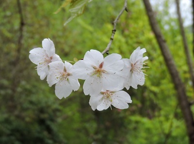 山桜
