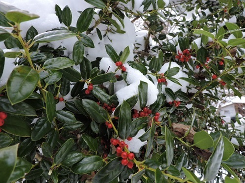クリスマスホーリーと雪1