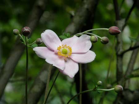 シュウメイギク桃花一重
