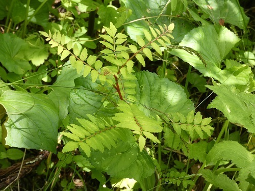 山椒の実生苗