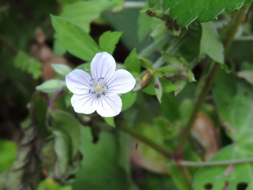 ゲンノショウコ白花
