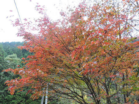ヤマボウシの紅葉