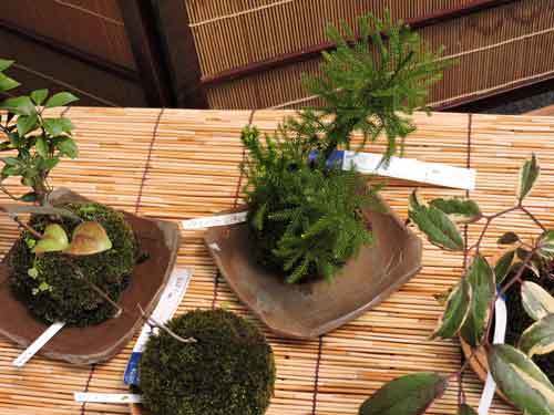 山野草店