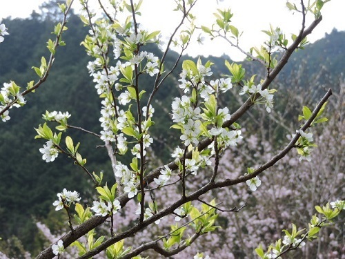 太陽