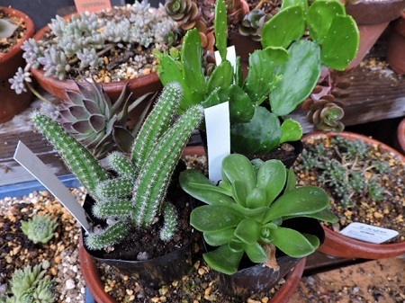 多肉植物2