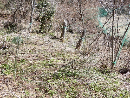 枯草整理2