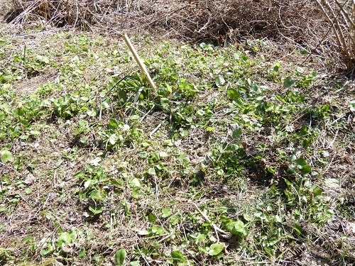 枯草整理1