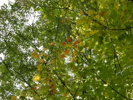 紅葉2
