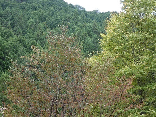 紅葉が始まる