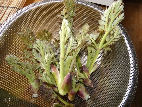 タラの芽