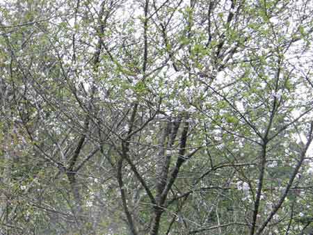 大阪冬桜