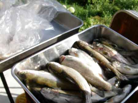 ニジマス釣り